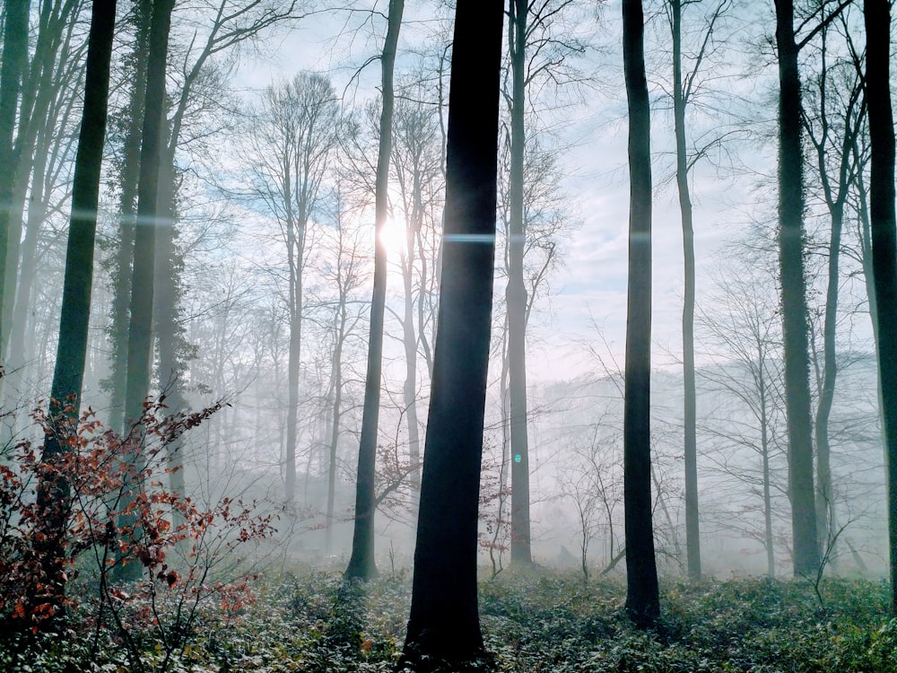 green trees on forest during daytime