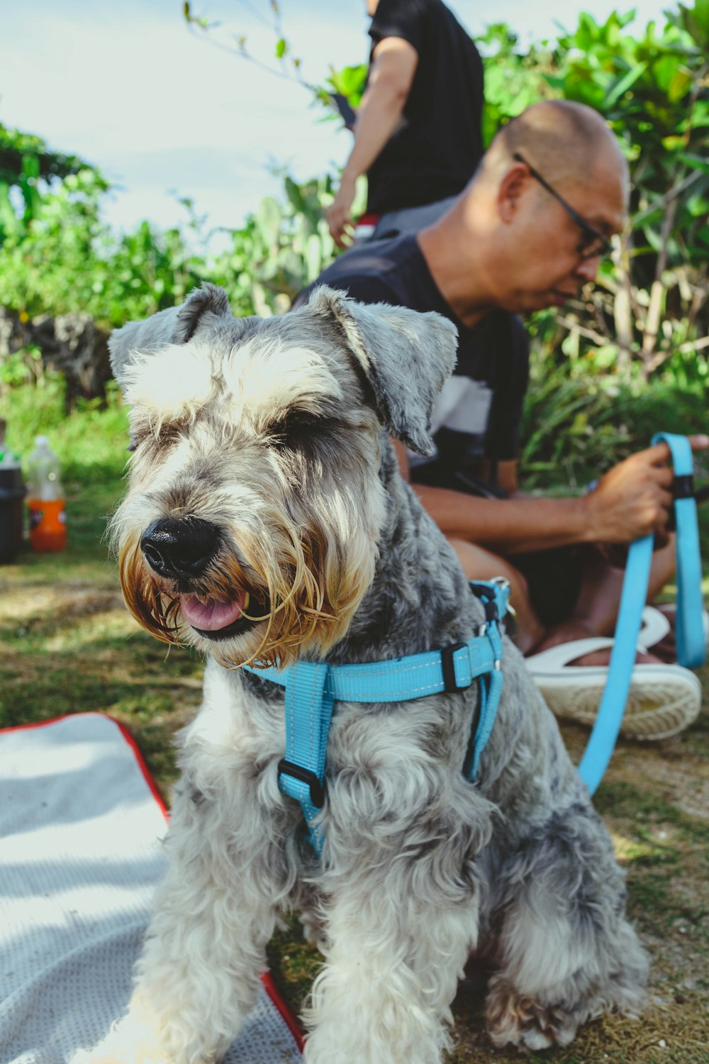 man in black t-shirt holding gray and brown long coated small dog