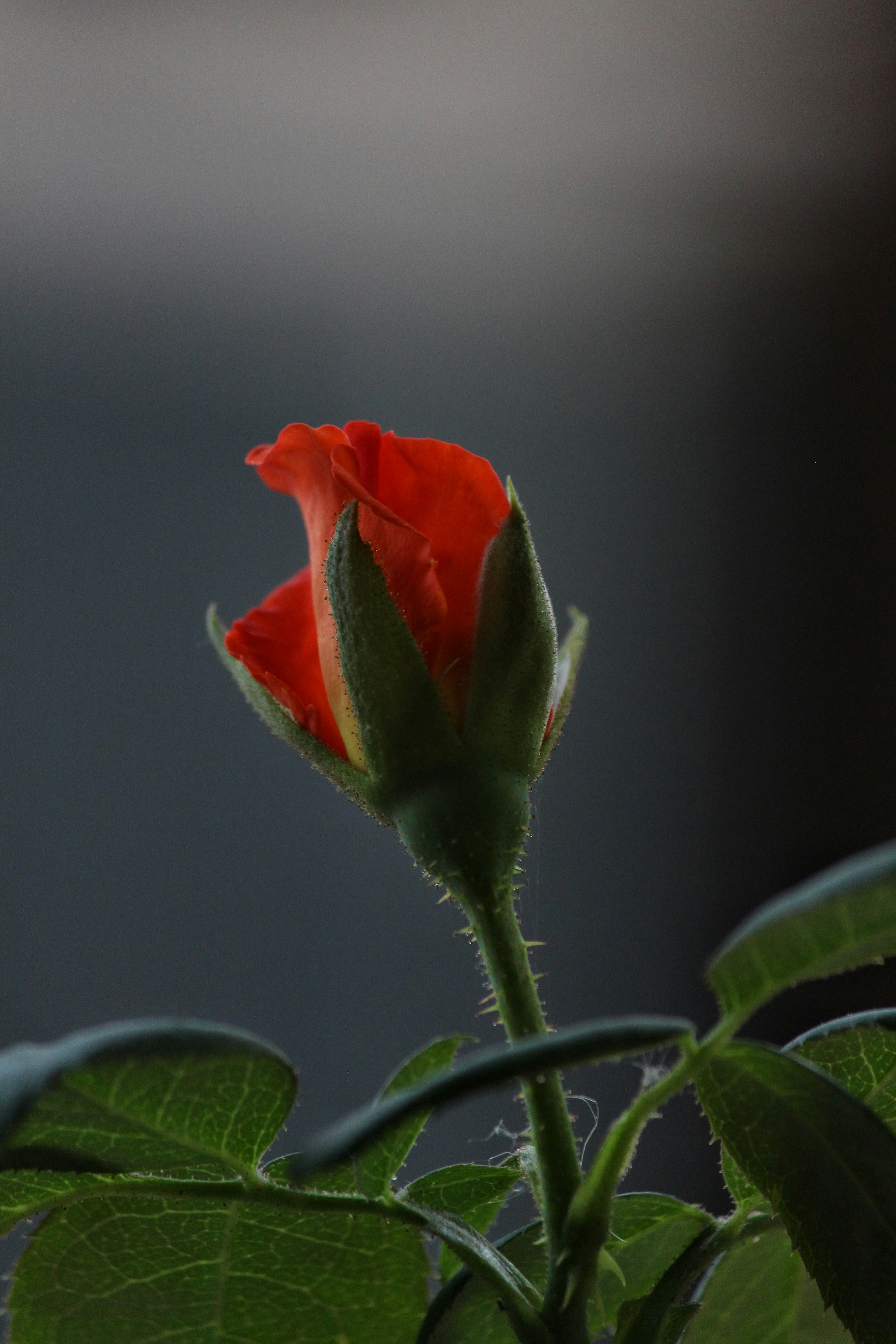 Photo by the_captivating_photographer_