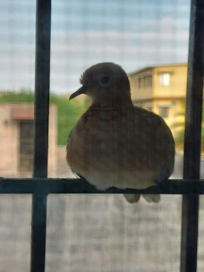 Technician fitting invisible grills on hospital windows to prevent bird entry.