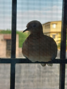 A bird perched on a metal grill, silhouetted against the light filtering through the window screen. In the background, a building with yellow walls is partially visible.