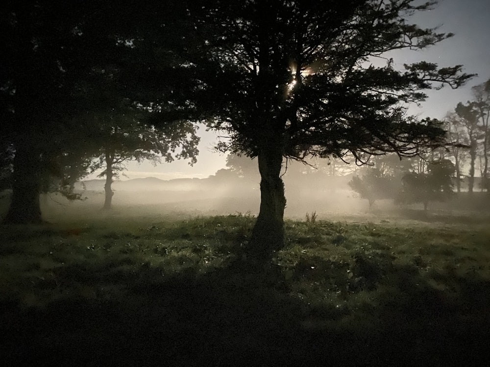 Champ d’herbe verte avec brouillard pendant la journée