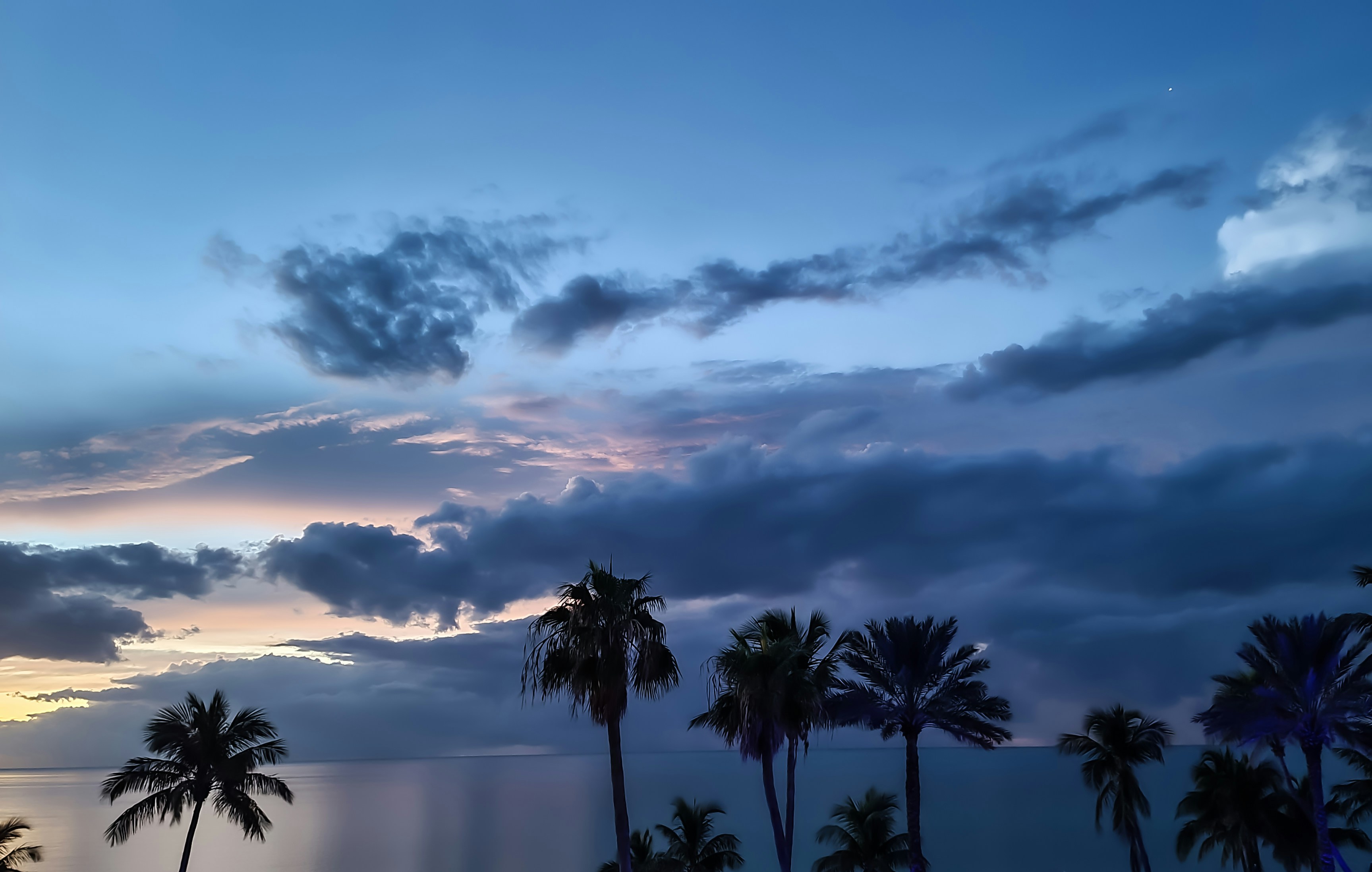 palm tree near body of water under cloudy sky during daytime