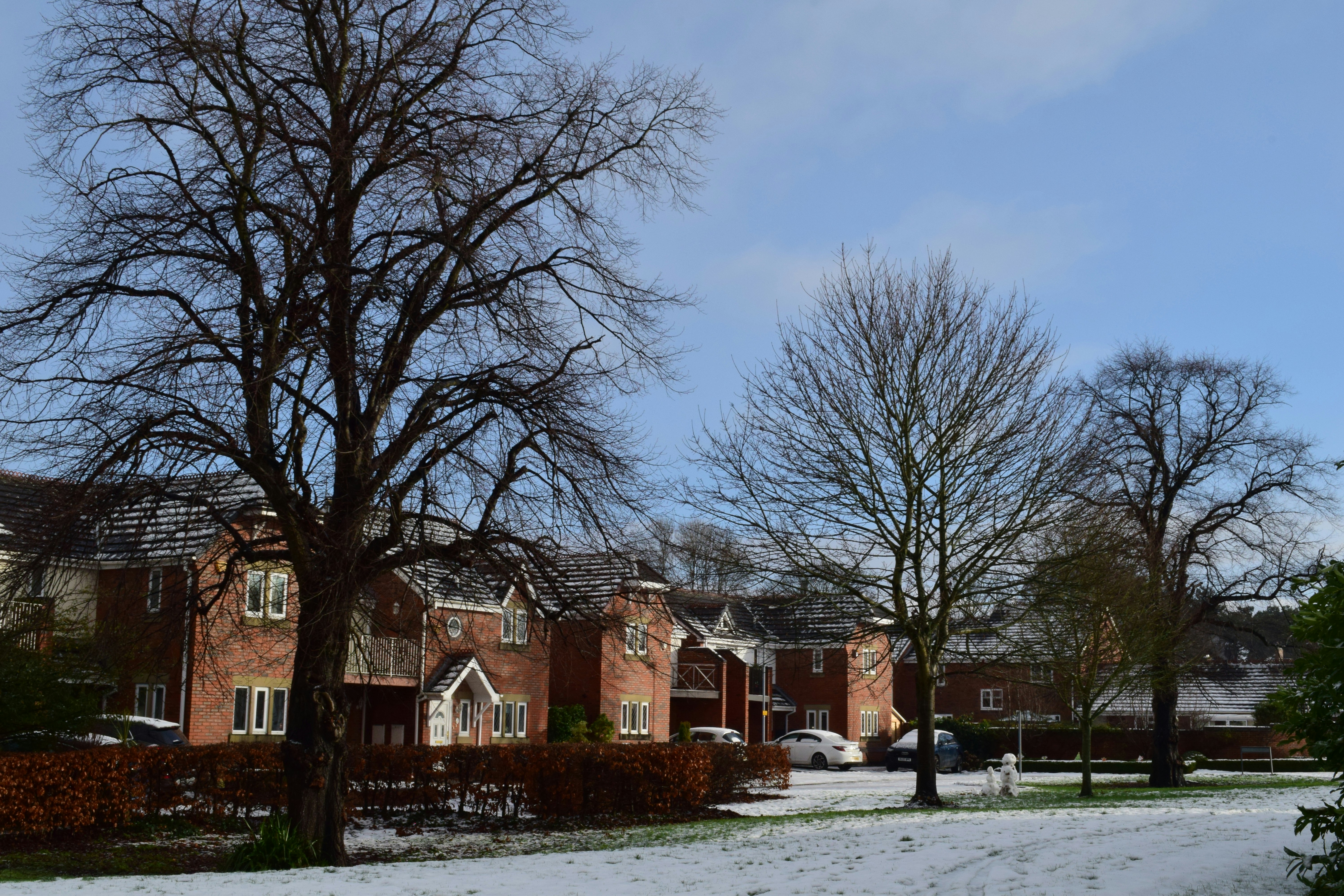 bare trees near houses during daytime