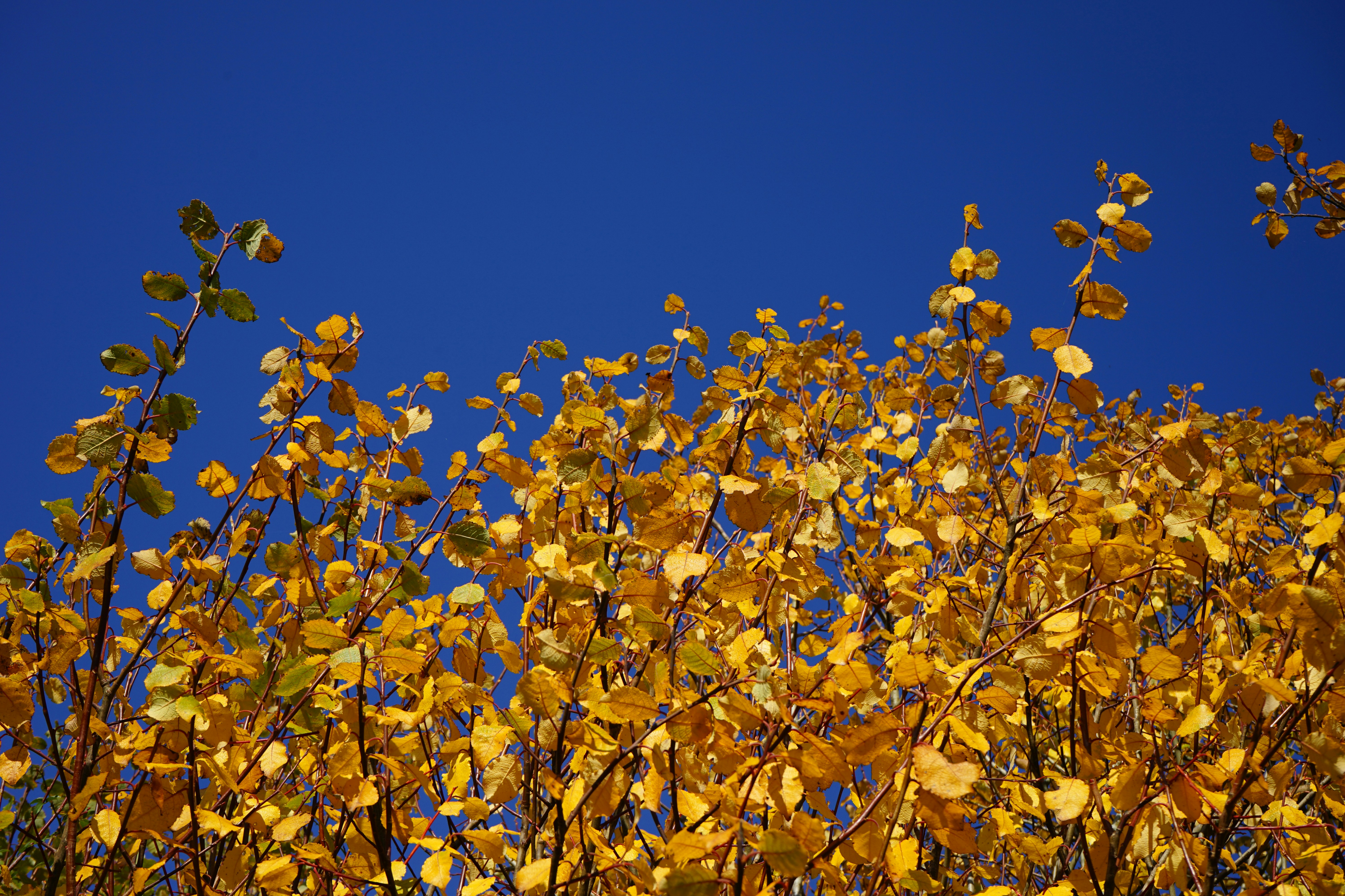 yellow flowers under blue sky during daytime
