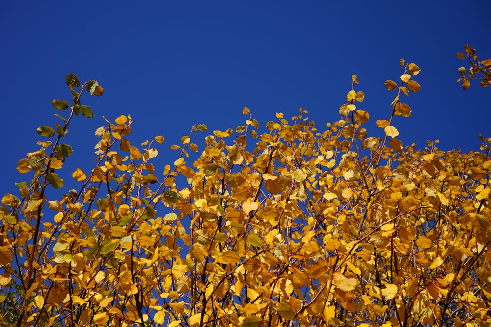 yellow flowers under blue sky during daytime