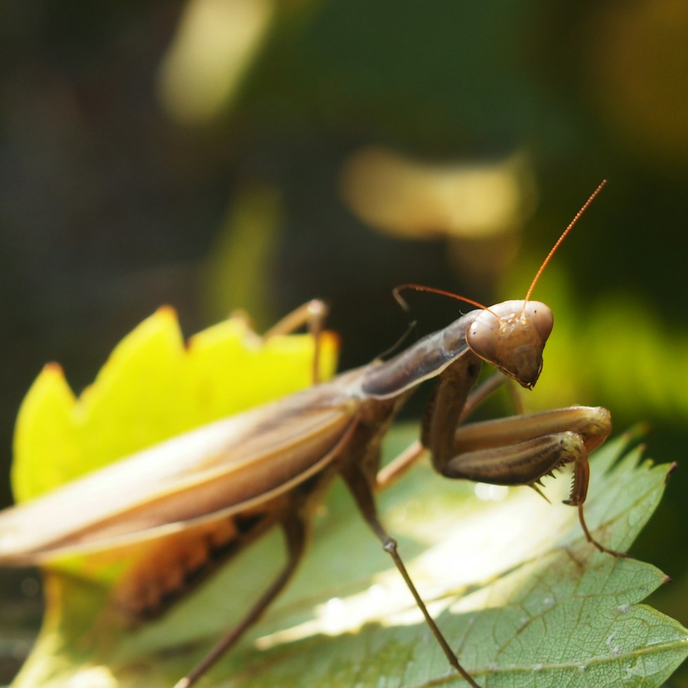 brown grasshopper perched on green leaf in close up photography during daytime