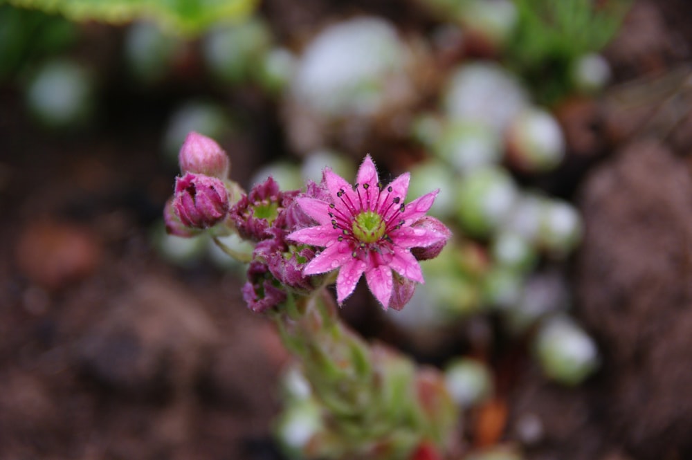 purple flower in tilt shift lens