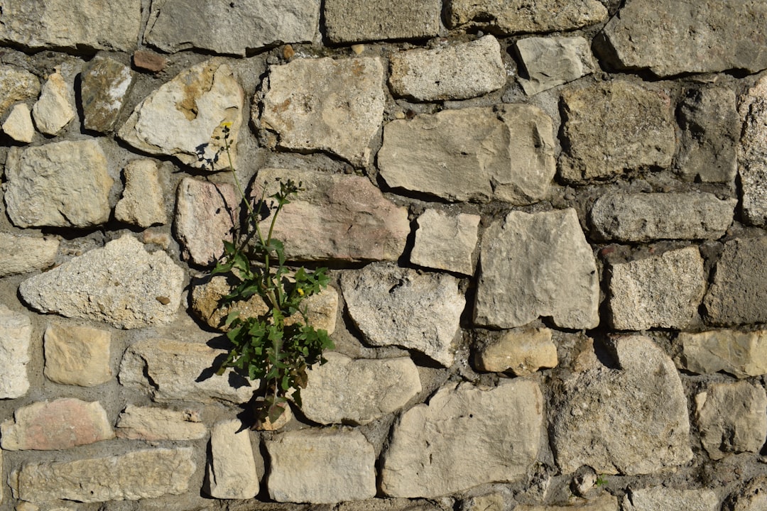 green plant on brown brick wall