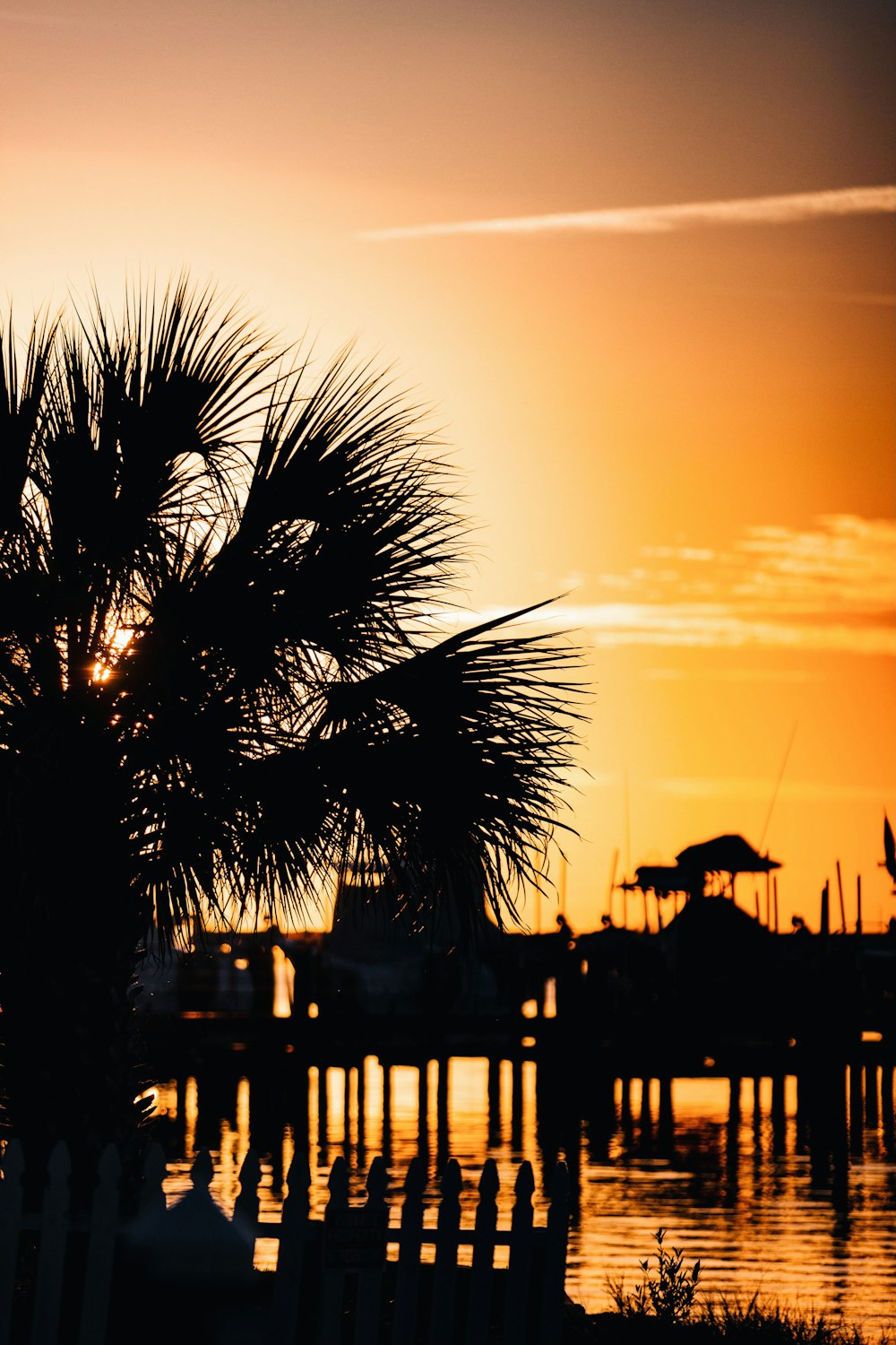 silhouette of palm tree during sunset