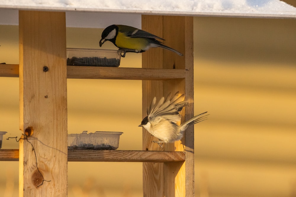 yellow black and white bird on brown wooden bird house