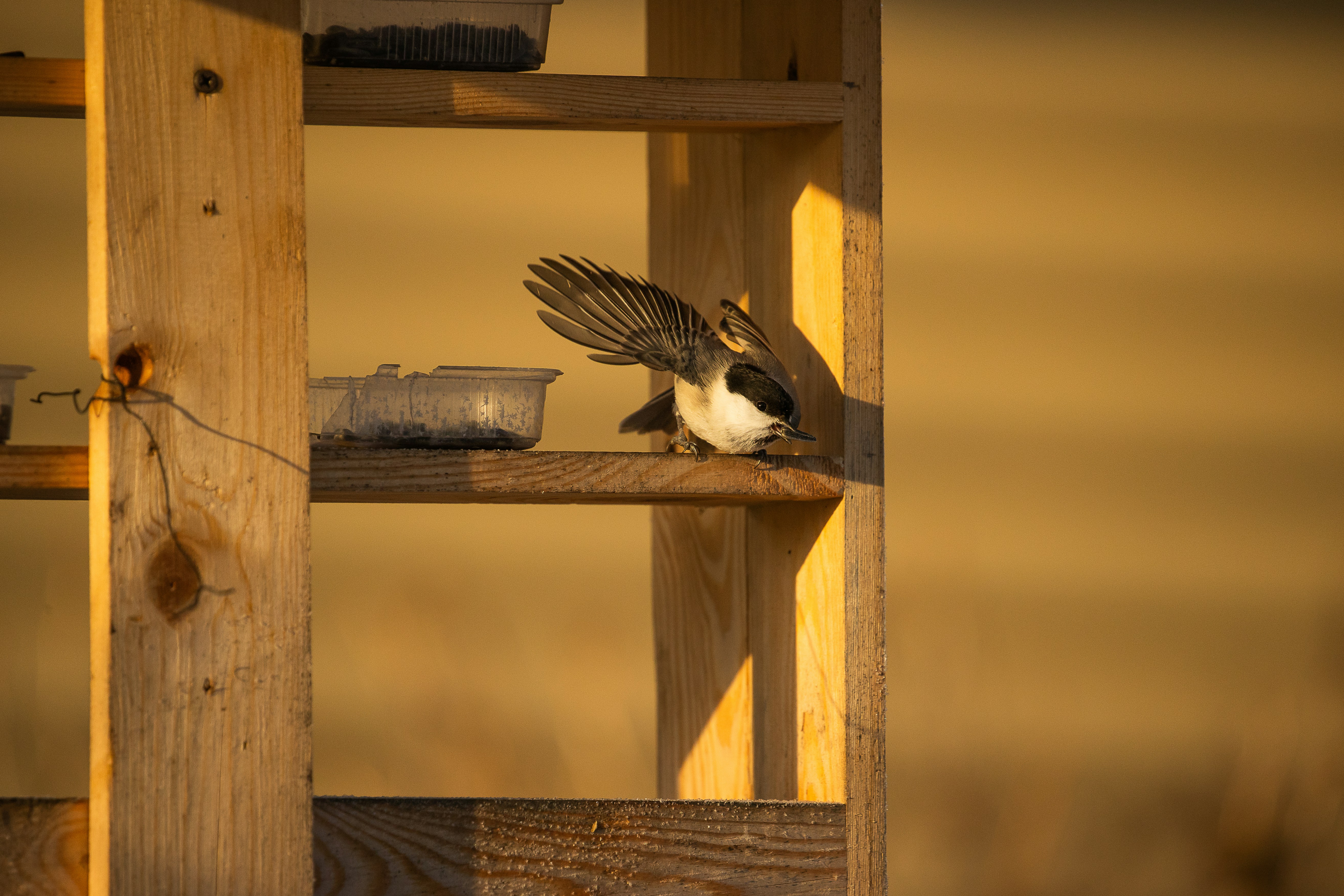 black and white bird on brown wooden fence
