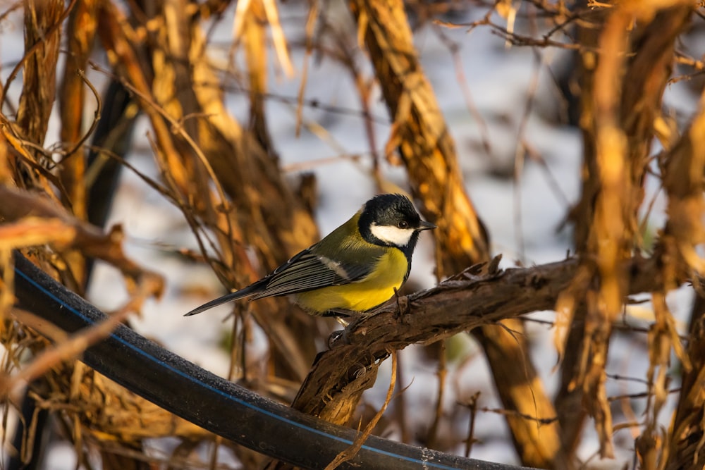 black and yellow bird on brown tree branch during daytime
