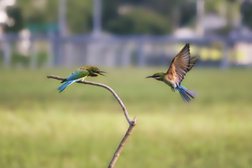 blue and brown bird on brown tree branch during daytime