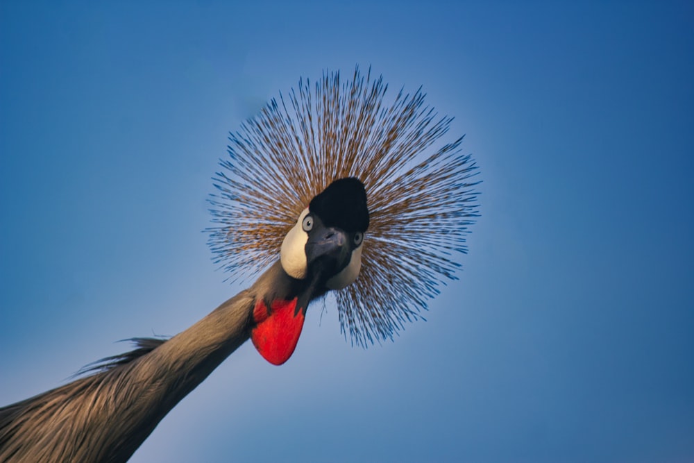 black white and red bird perched on brown tree branch