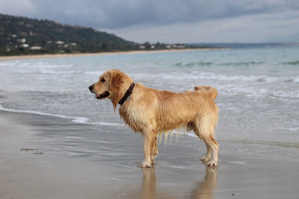 golden retriever correndo na praia durante o dia