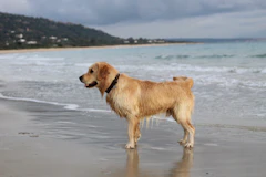 Dog running on the beach