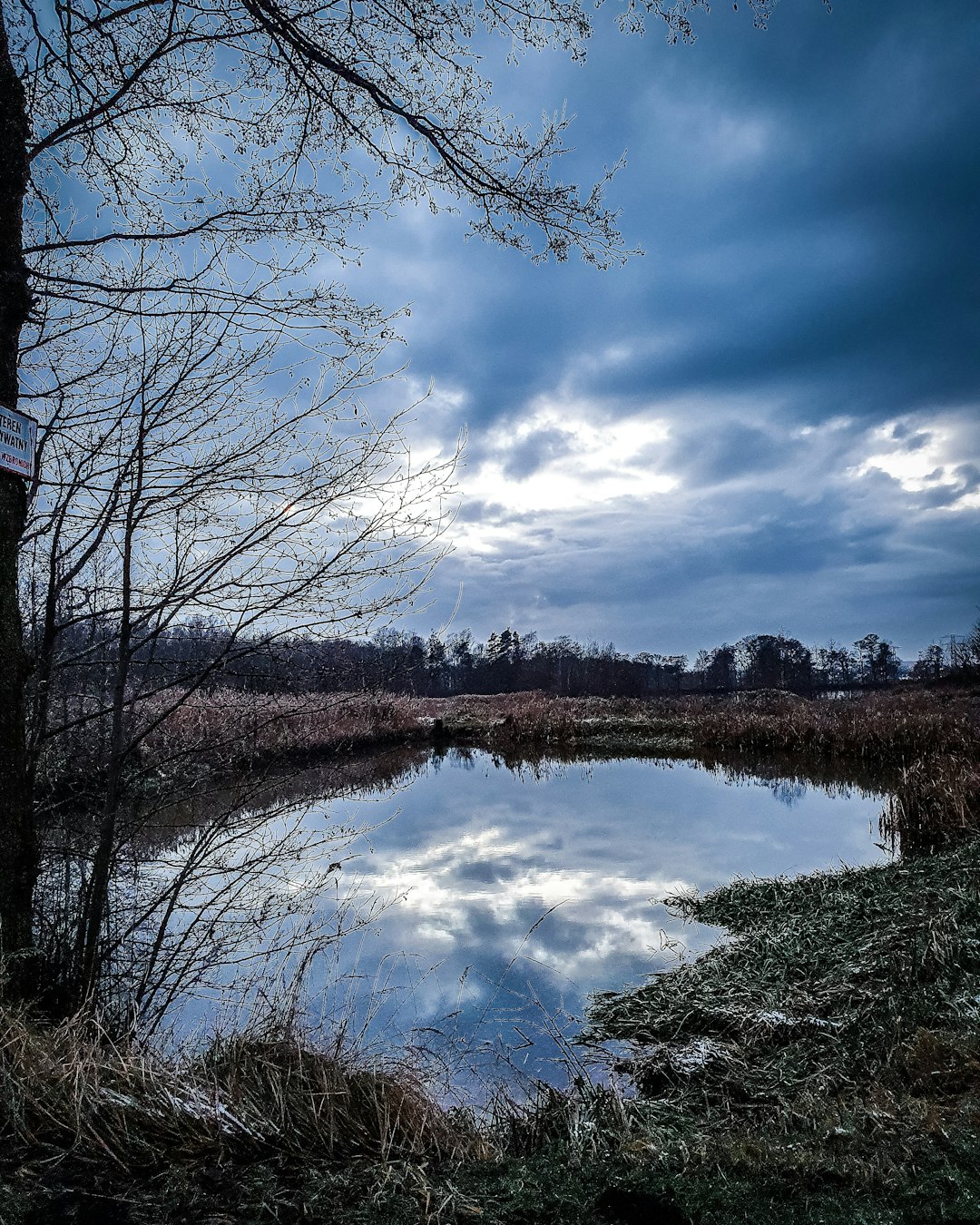 leafless tree near lake under cloudy sky during daytime