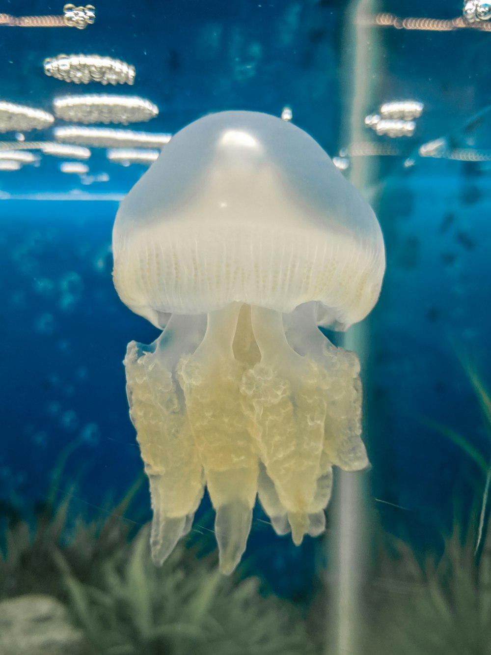 white jellyfish in water during daytime