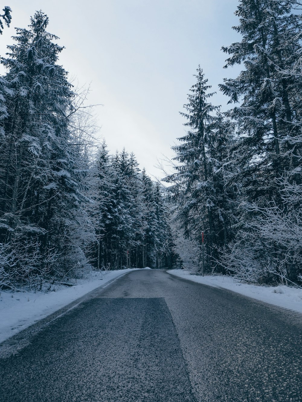 snow covered trees and road during daytime