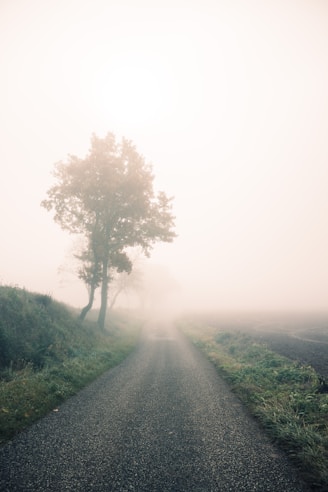 green tree on green grass field during daytime