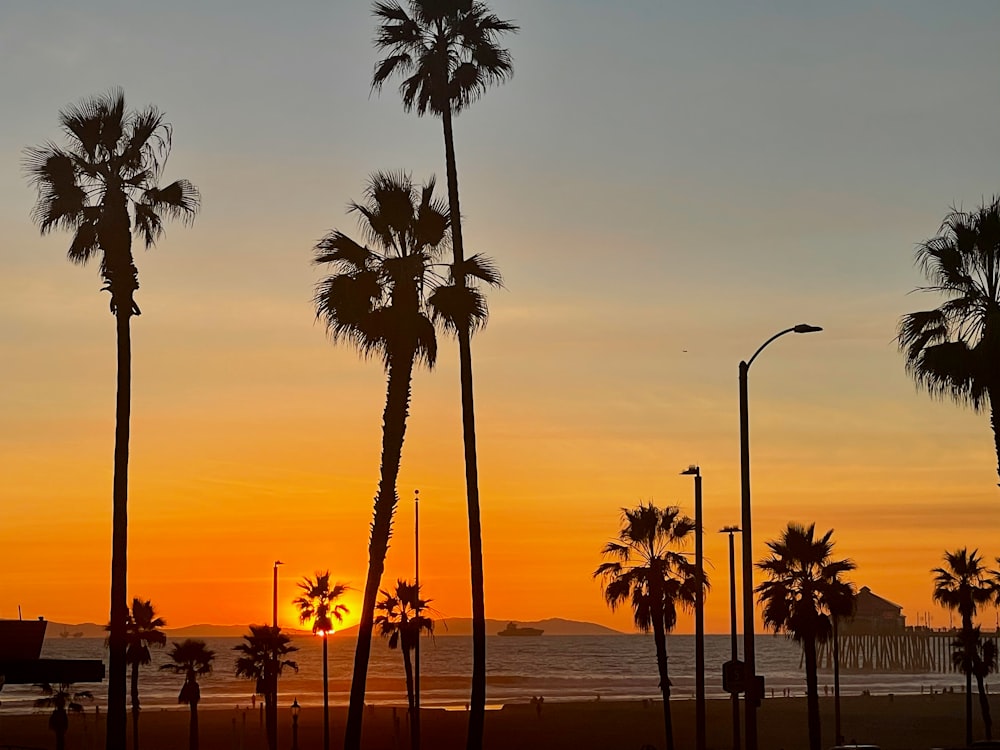 palm trees near body of water during sunset