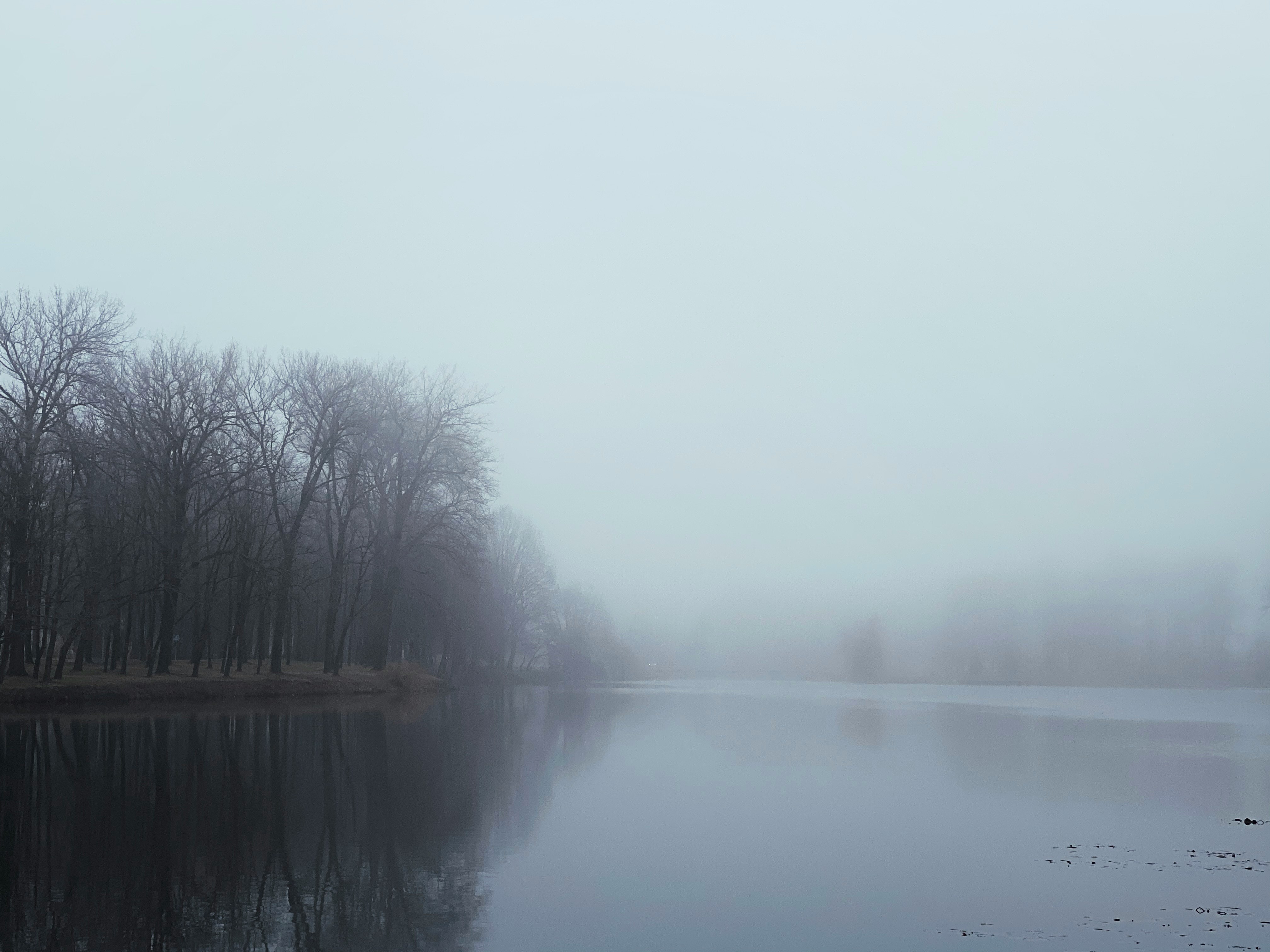 body of water near trees during foggy weather