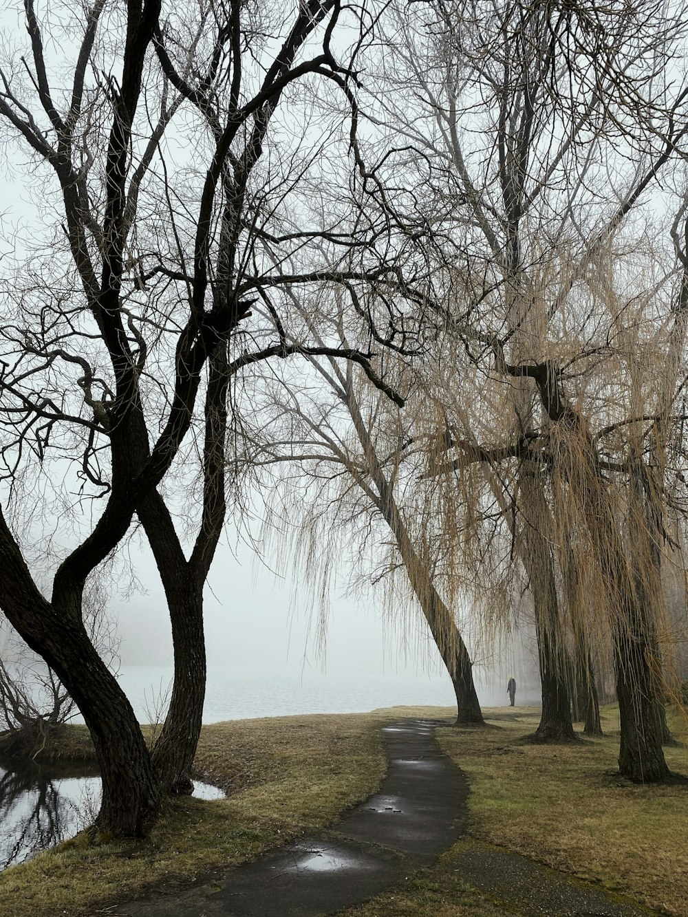 leafless tree on green grass field during daytime