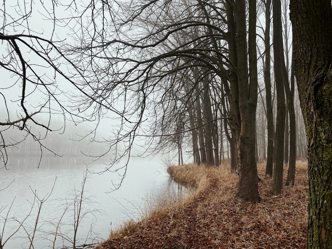 brown leafless trees near lake during daytime