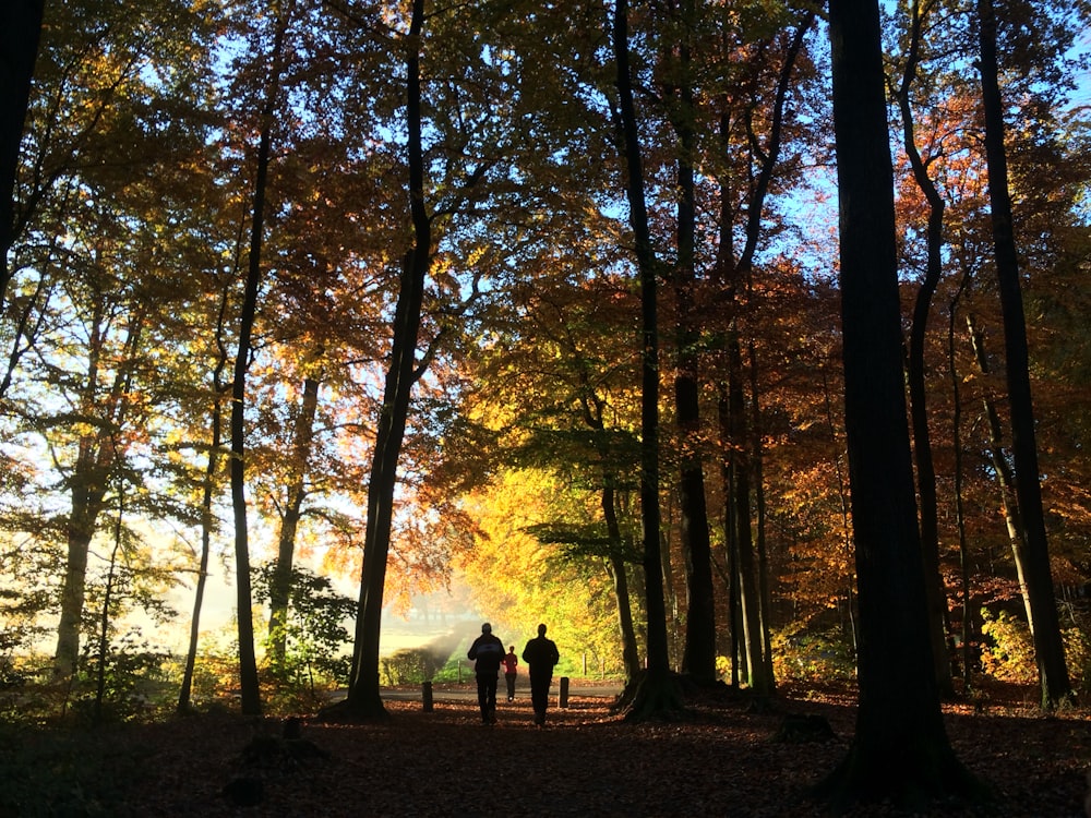 silhouette di persone che camminano sulla foresta durante il giorno