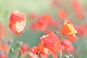 yellow and red flower in tilt shift lens