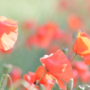 yellow and red flower in tilt shift lens