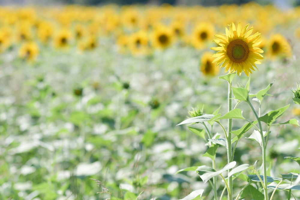 yellow sunflower field during daytime