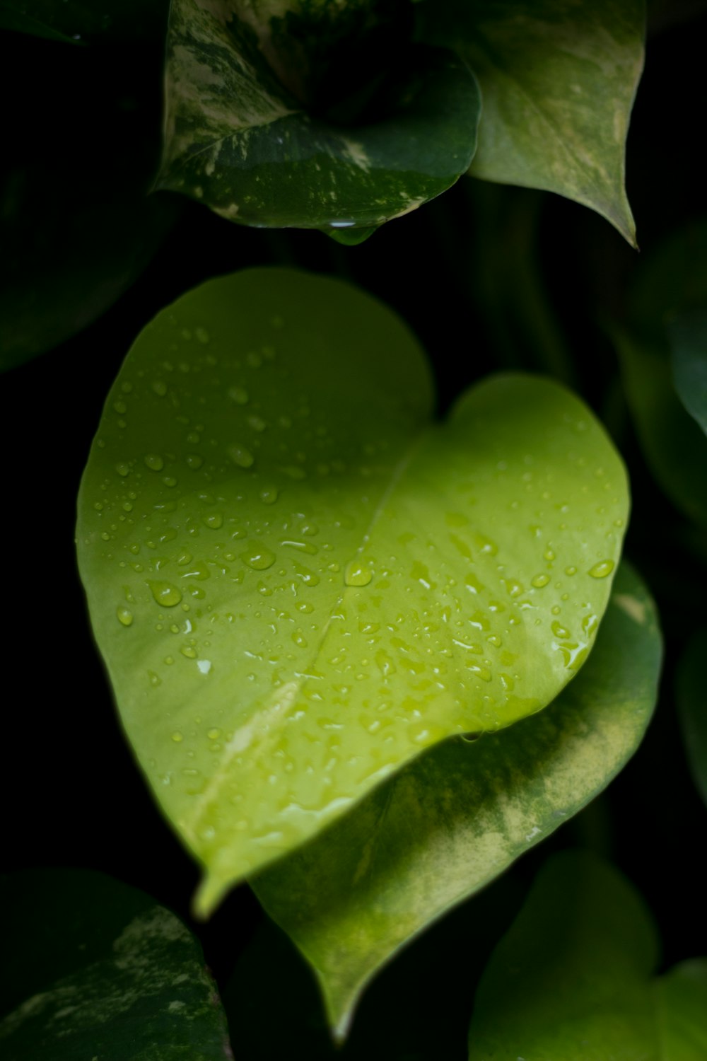 water droplets on green leaf