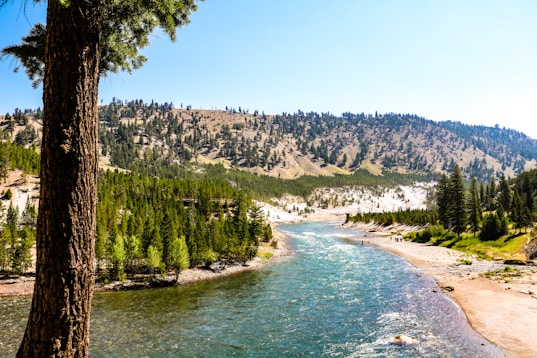 green trees near body of water during daytime