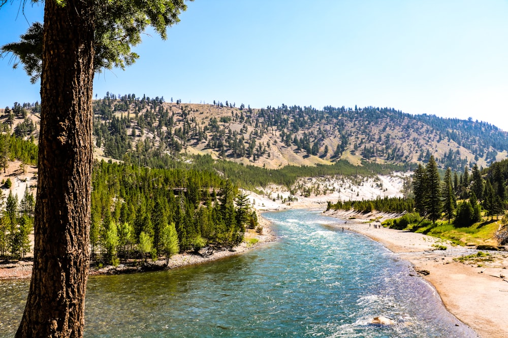 green trees near body of water during daytime