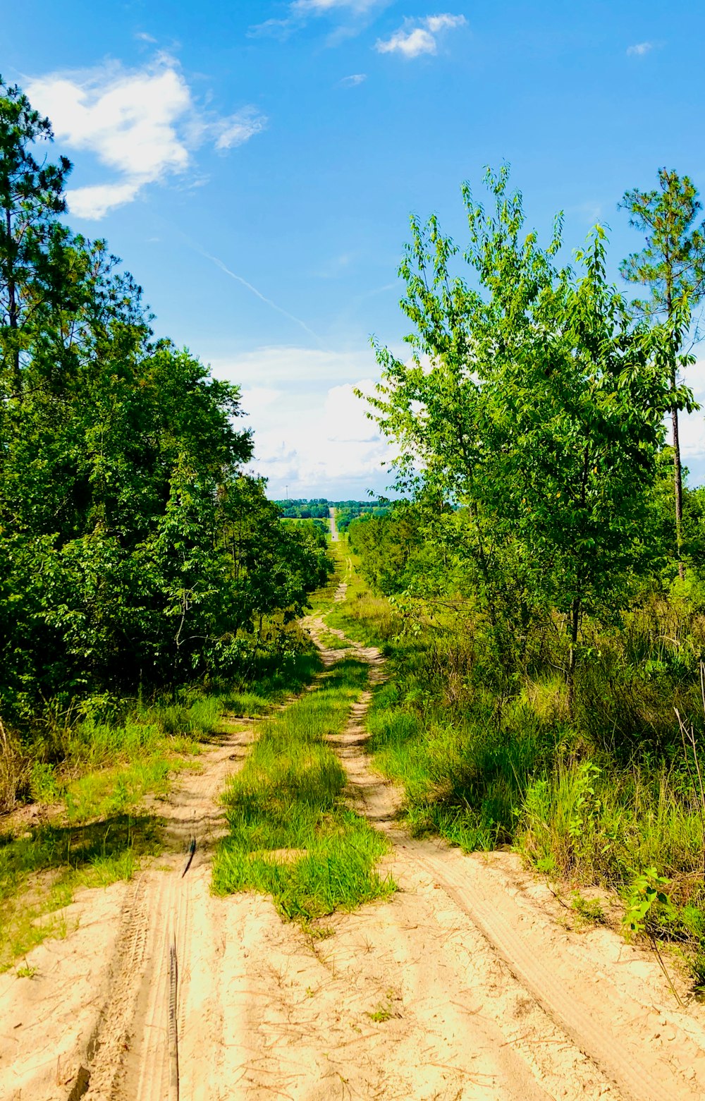 green trees on brown field under blue sky during daytime