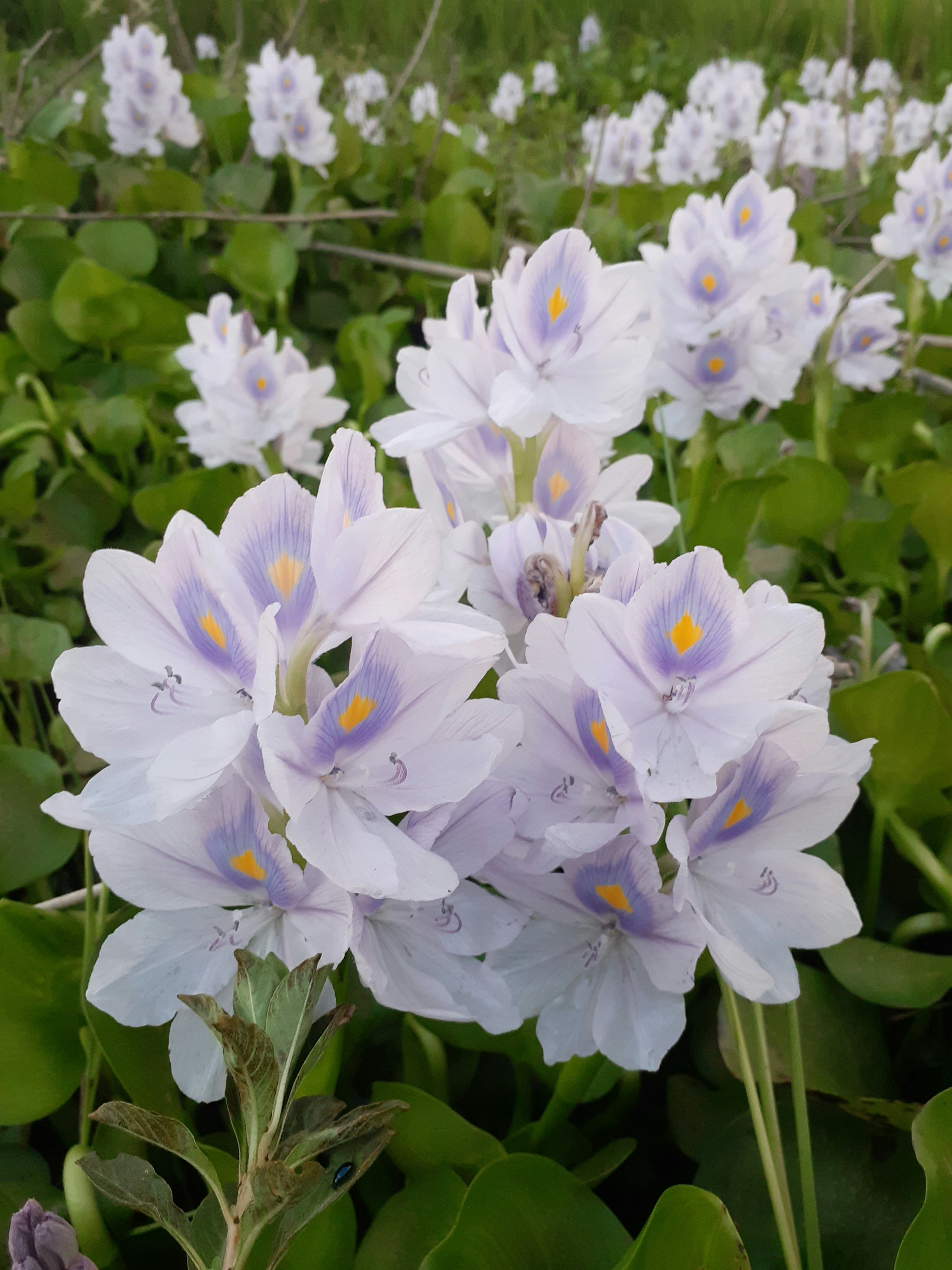 Photo by antonbiswas2896