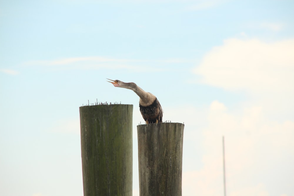 brown bird on brown wooden post during daytime