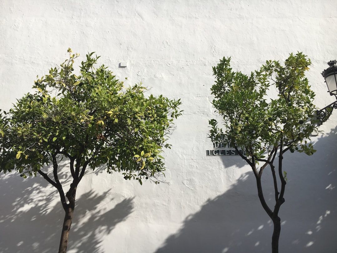 Exploring Marbella's Old Town A Hidden Gem on Costa del Sol - Traci… — Exploring Marbella's Old Town A Hidden