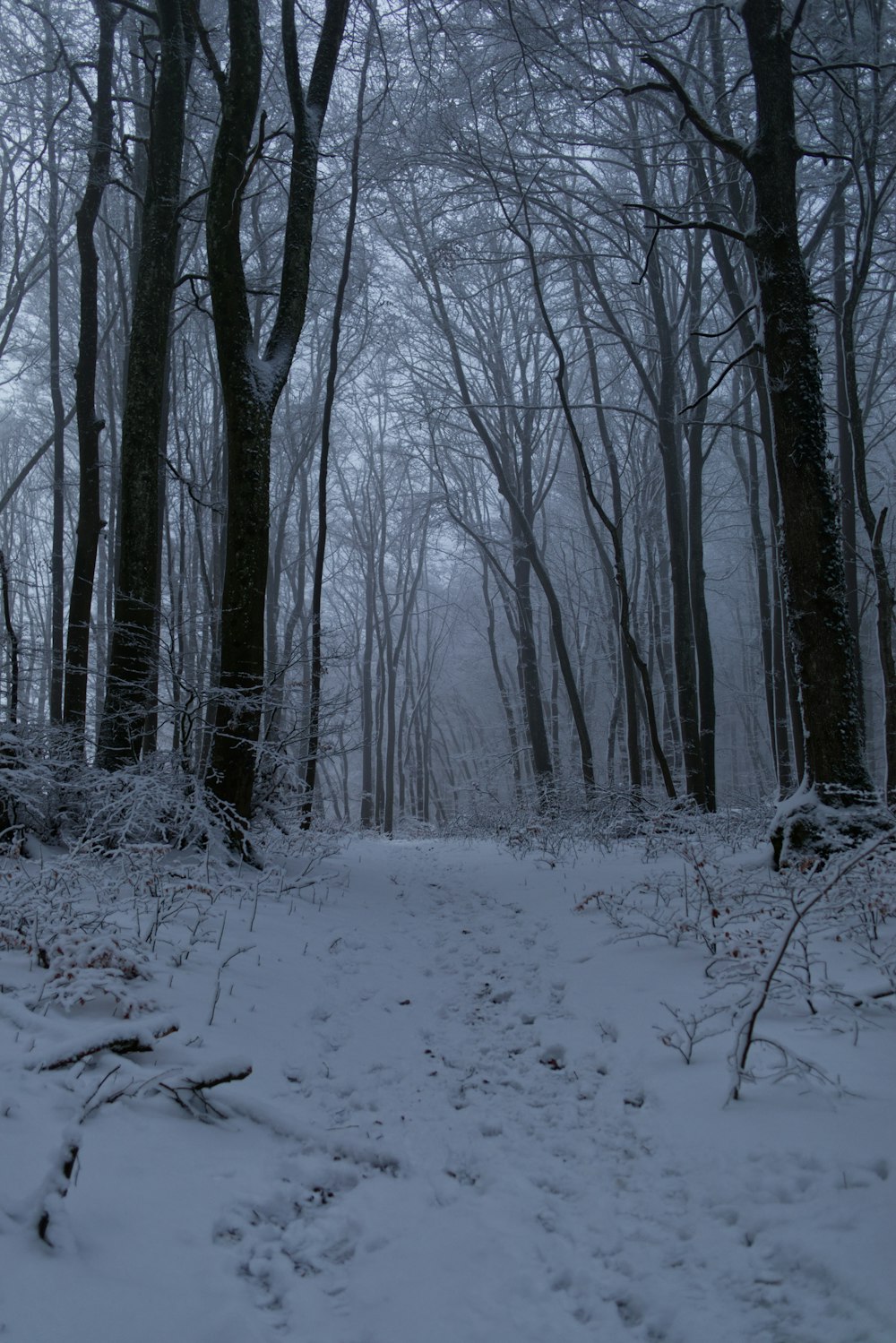 leafless trees on snow covered ground