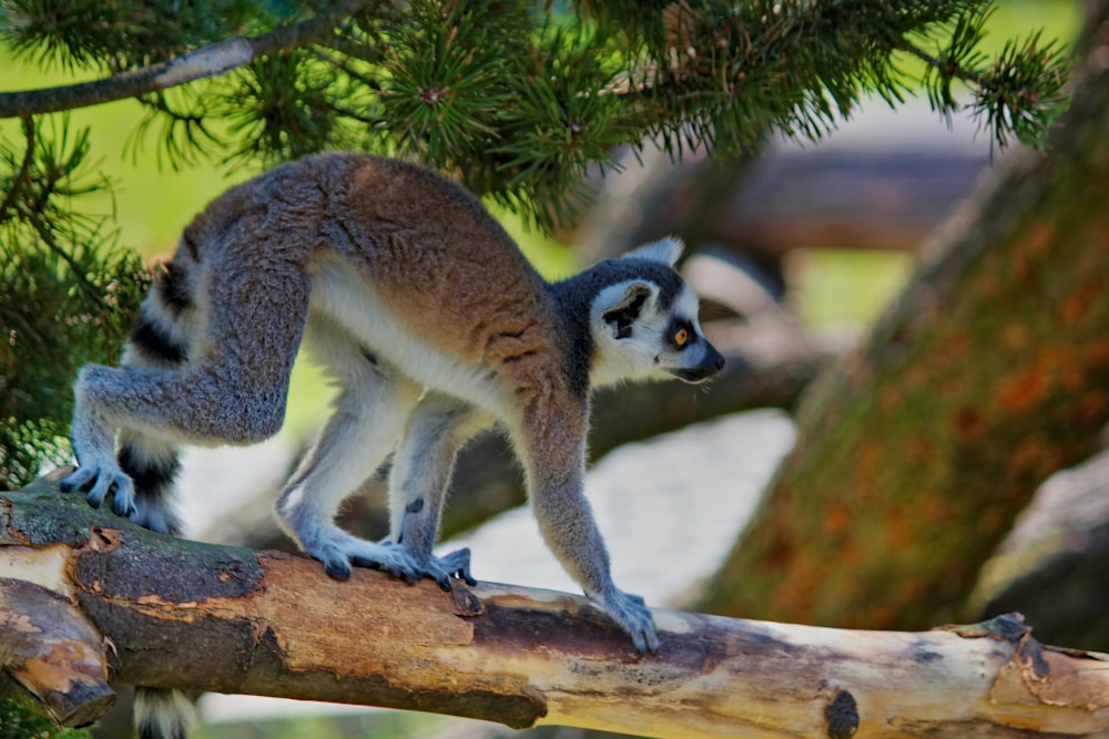 gray and black lemur on brown tree branch during daytime