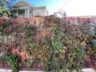 A facade of a historic white building with ornate columns is partially covered by a vine-laden fence. The wrought iron fence is adorned with green leaves and clusters of small dark berries, creating a natural and rustic feel. Sunlight filters through, casting soft shadows on the structured architecture in the background.