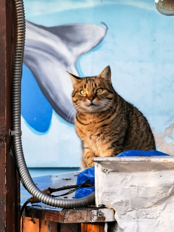 A brown tabby cat with striking yellow eyes is sitting on a wooden surface. Behind the cat is a mural depicting part of a dolphin against a light blue background. A metallic conduit runs vertically along the left side, and a blue tarp partially covers the surface where the cat is perched.