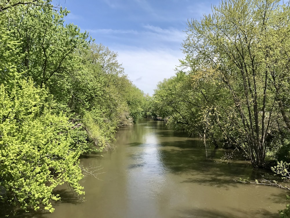 green trees beside river under blue sky during daytime