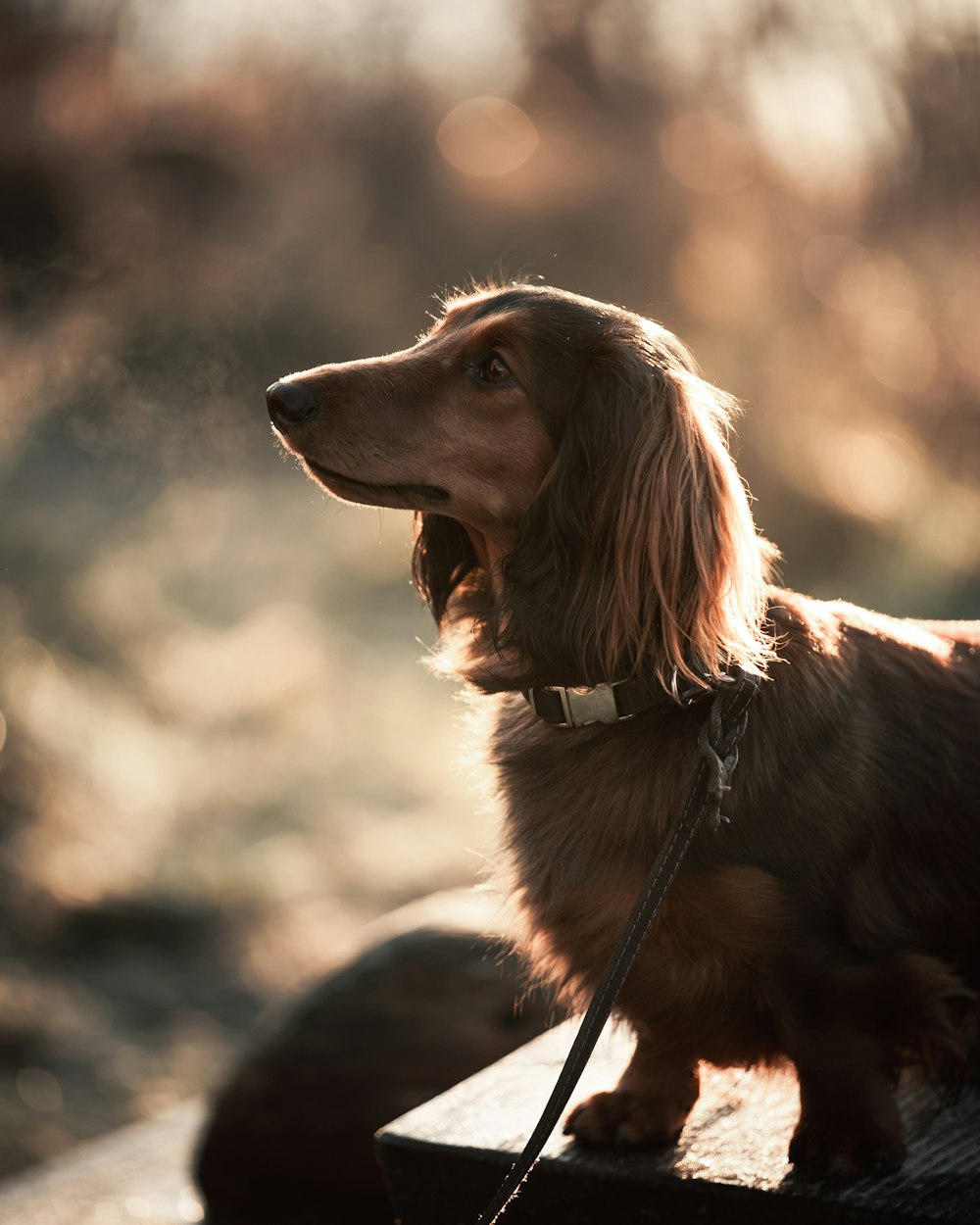 brown long coated dog sitting on rock during daytime