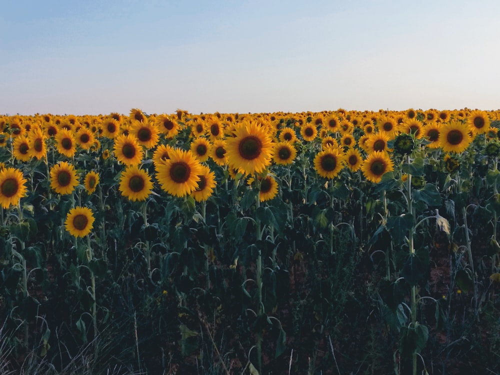 champ de tournesol sous le ciel bleu pendant la journée