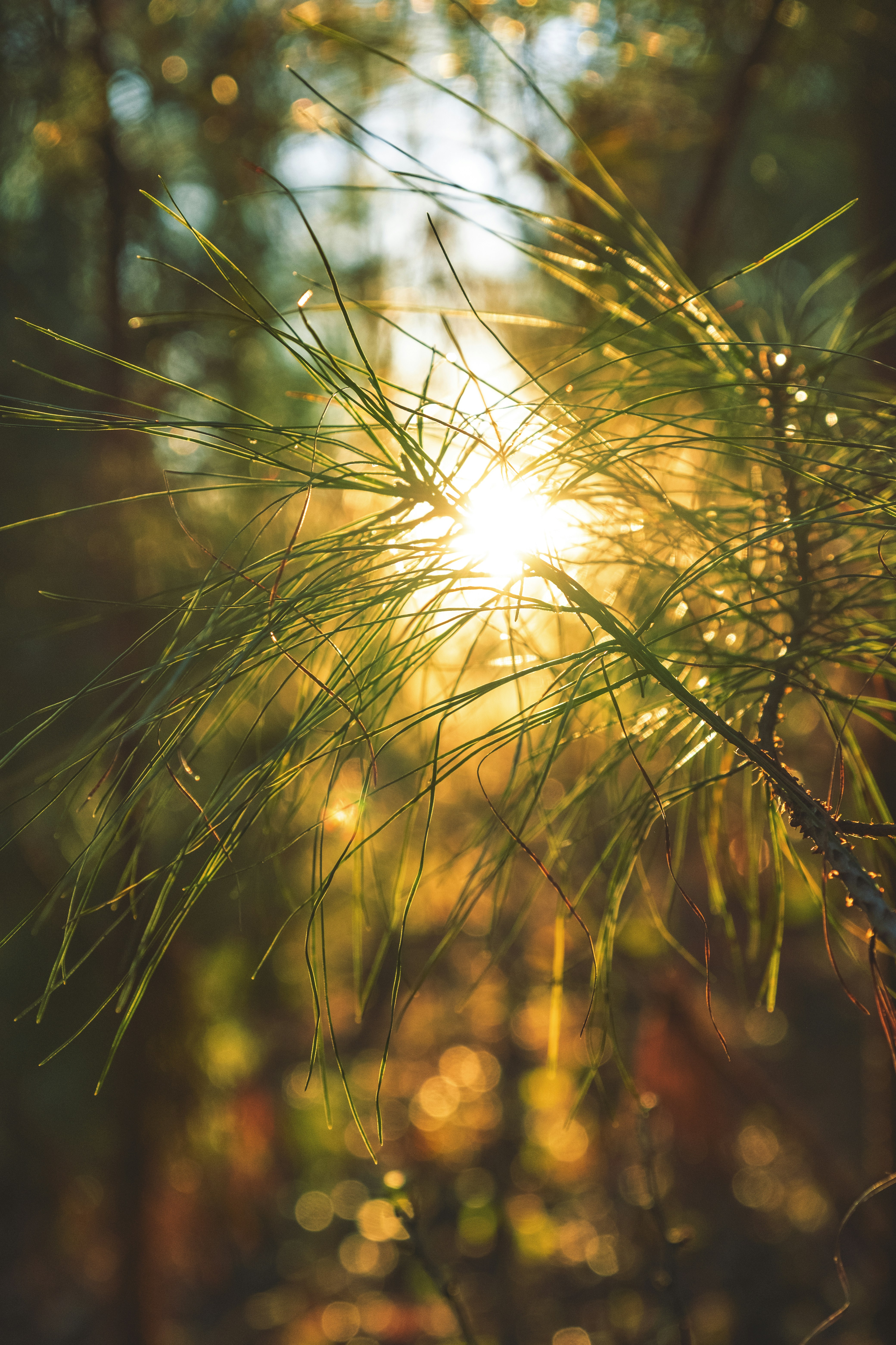 Welcome to The Grove