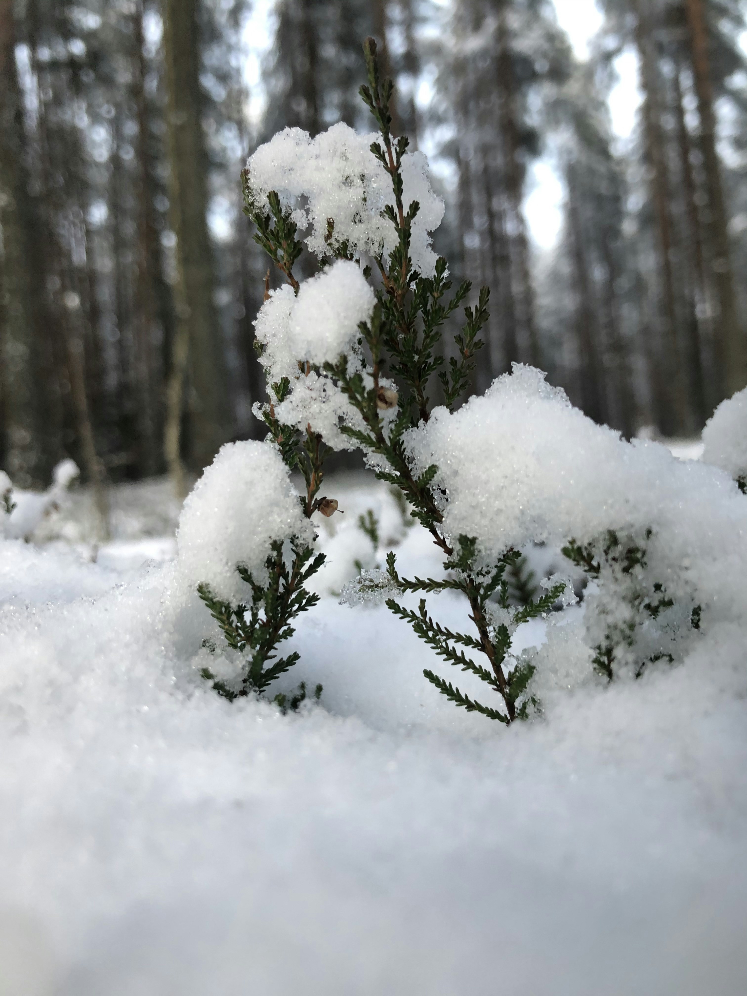 Winter gardening cold climate: A snowy garden with frost-covered evergreen shrubs