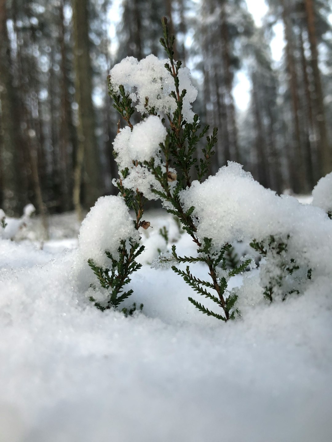 Natural landscape photo spot 2166 Salaspils